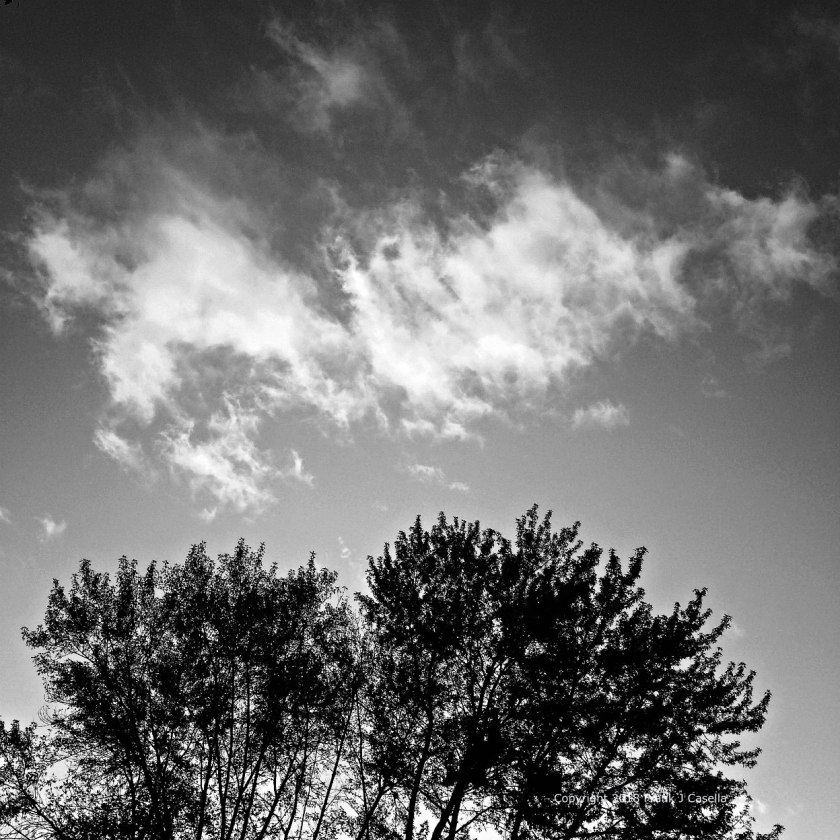 black and white, square, trees, textures sky, scattered clouds, abstract, frank j casella,
